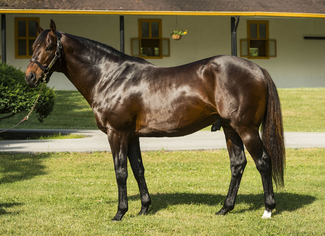  Foto: Claiborne Farm - S. Bravo