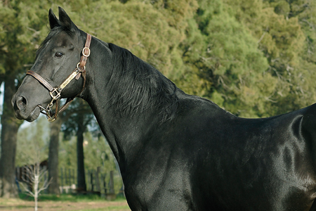 Foto: Juan Ignacio Bozzello - Staff Haras Cuatro Piedras