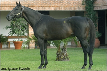Foto: Juan Ignacio Bozzello - Francisco A. Arellano Georgudis