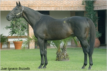  Foto: Juan Ignacio Bozzello - Staff Haras Cuatro Piedras.