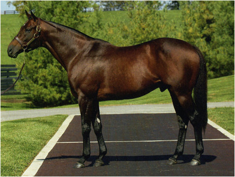 Foto: Foto: Tony Leonard - Equipo Haras Cuatro Piedras