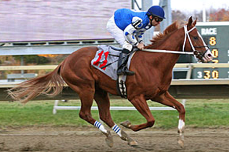 Foto: Equi-Photo - Staff elTurf.com