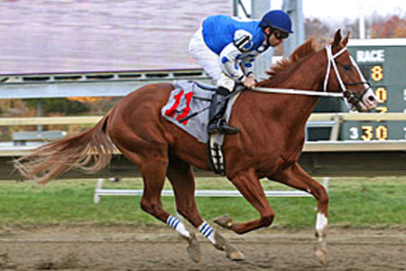  Foto: Equi-Photo - Staff elTurf.com