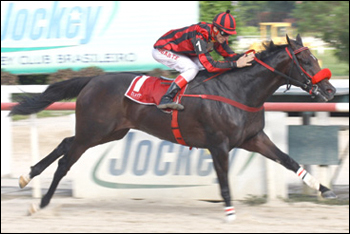 Foto: Gerson Martins - Staff Haras Cuatro Piedras.