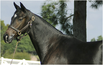 - Equipo Haras Cuatro Piedras