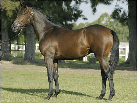 Foto: Juan Ignacio Bozzello - Equipo Haras Cuatro Piedras